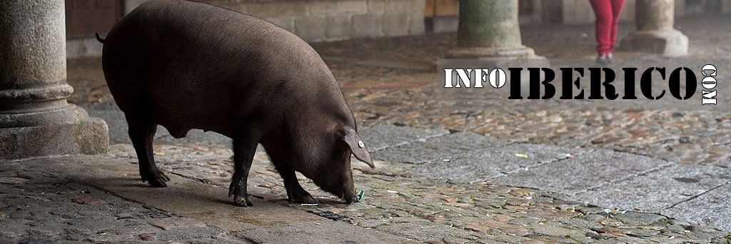 infoiberico's profile banner image