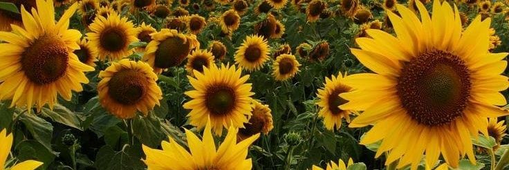 Đanisa🧚🏻‍♀️ banner