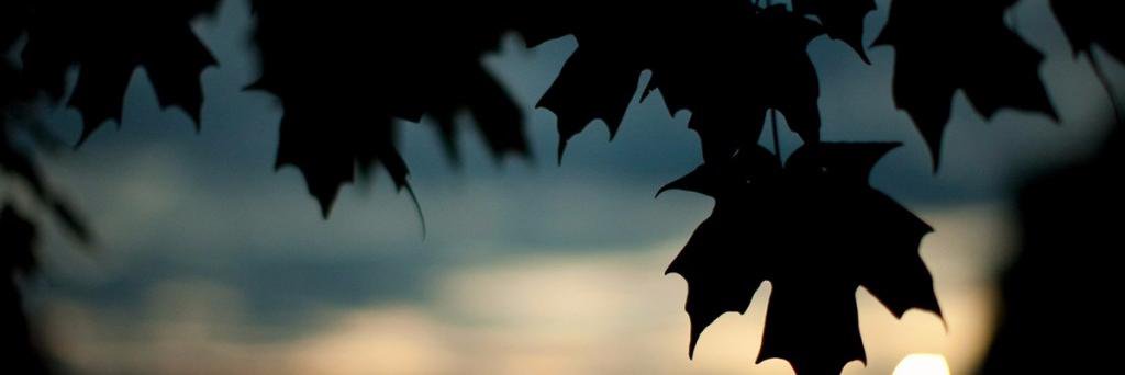cindyayo's profile banner image
