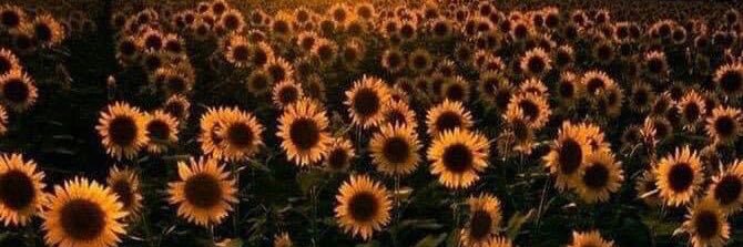 LEEANNE NICOLE banner