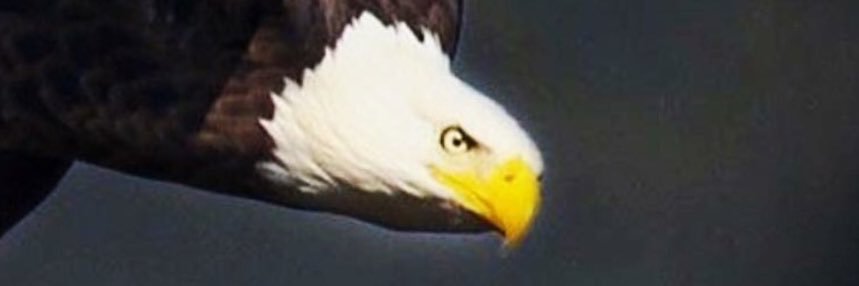 coachKEagles's profile banner image
