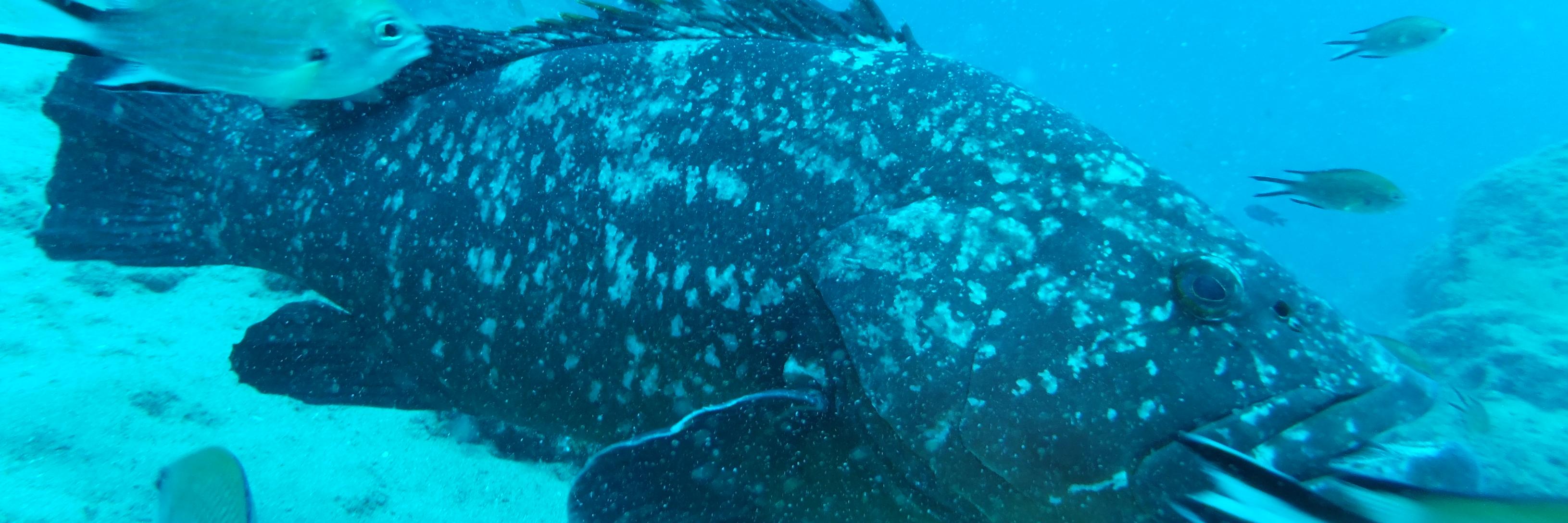 Dalkeydiver's profile banner image