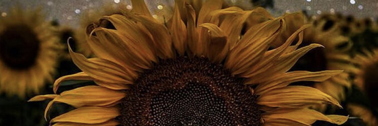 ViaeneMaxim's profile banner image