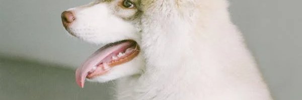 @HolandaG banner