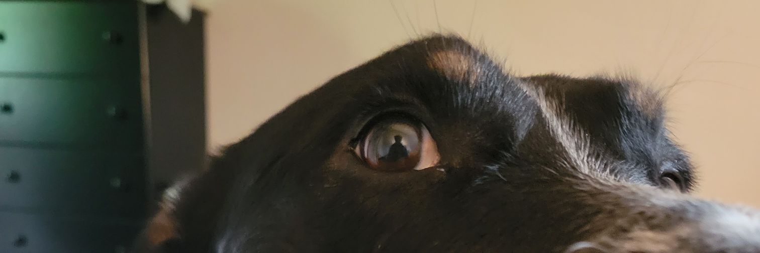 WolverineLogo's profile banner image
