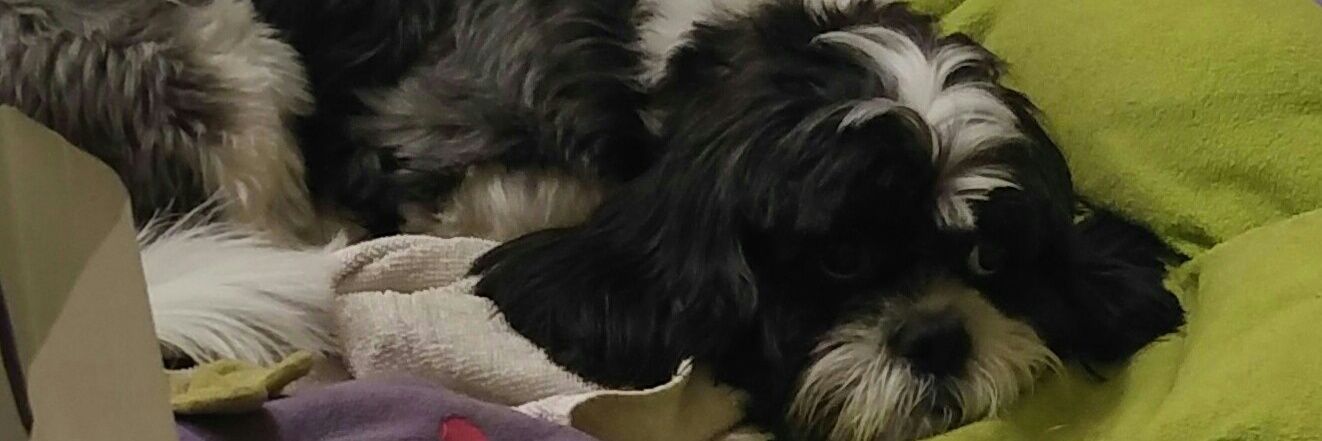 silverrow's profile banner image