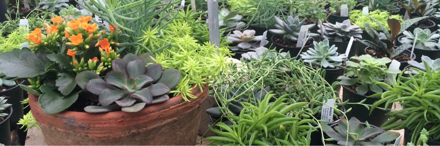 Anything_Grows's profile banner image