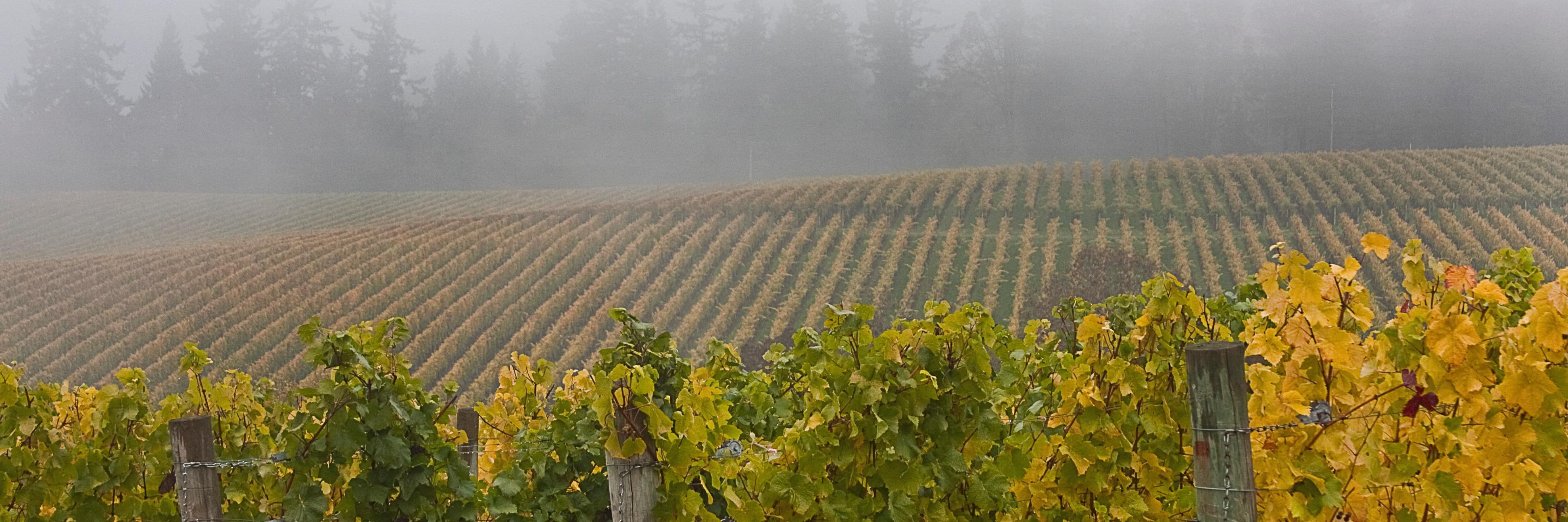 pgcellars's profile banner image