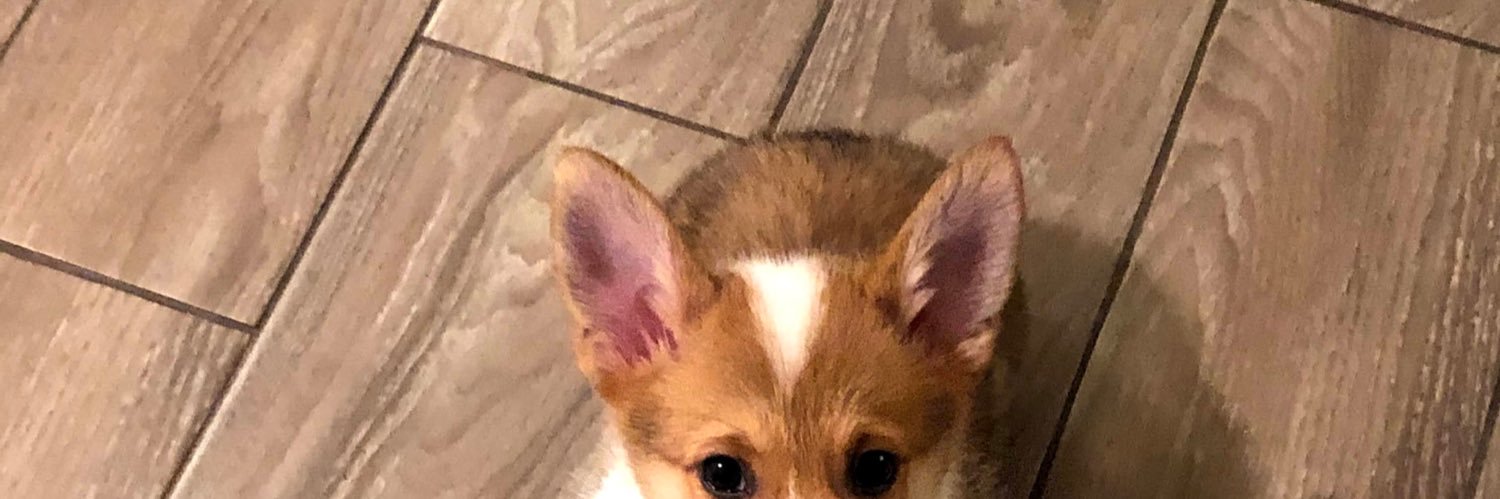 JJthecorgi's profile banner image