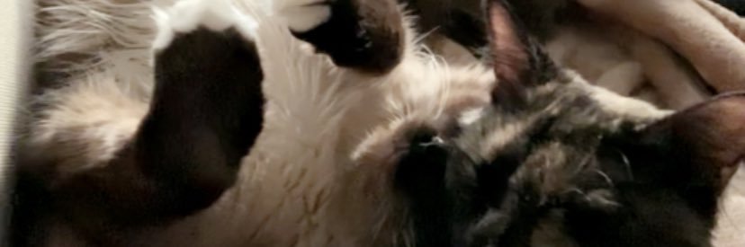 bbenzwilliams's profile banner image