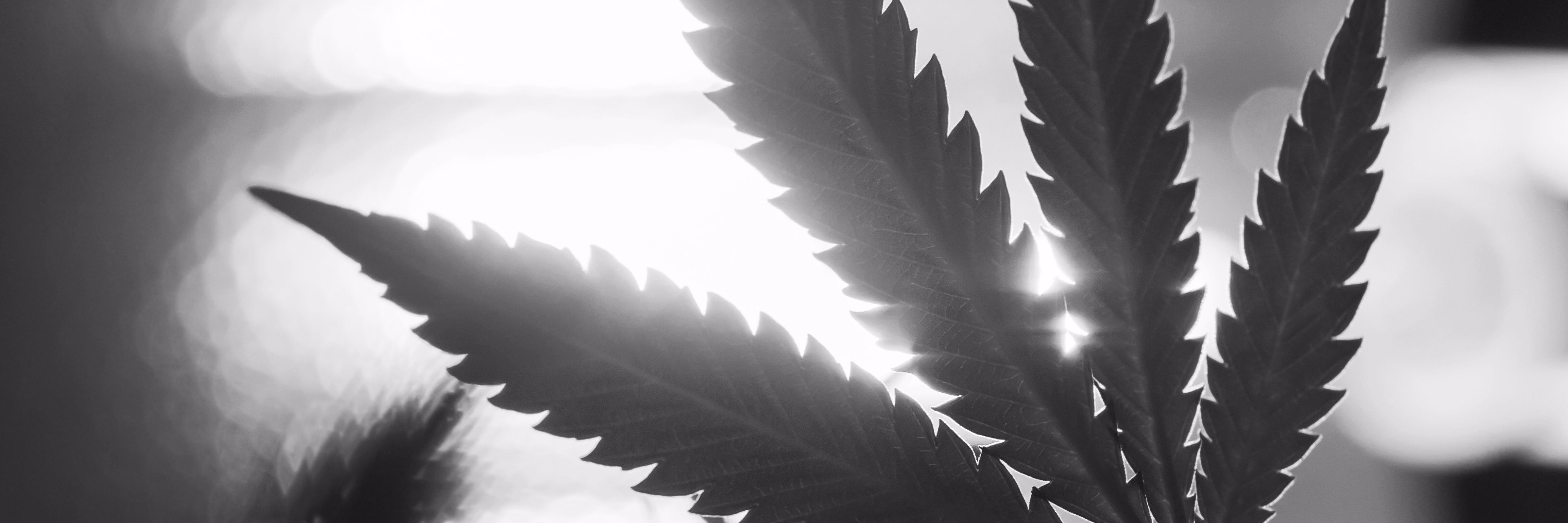 AnneMarieDoyle4's profile banner image