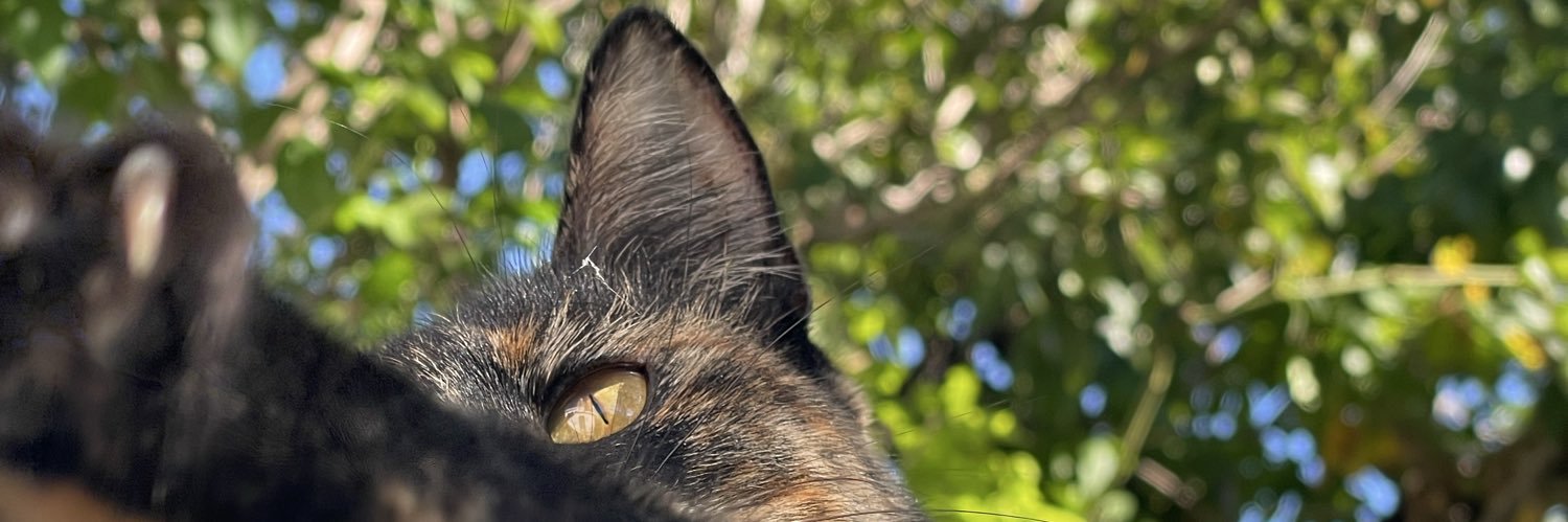 VickySpitteler's profile banner image