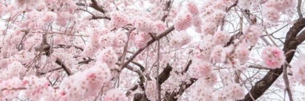 asukaXSEED Profile Banner