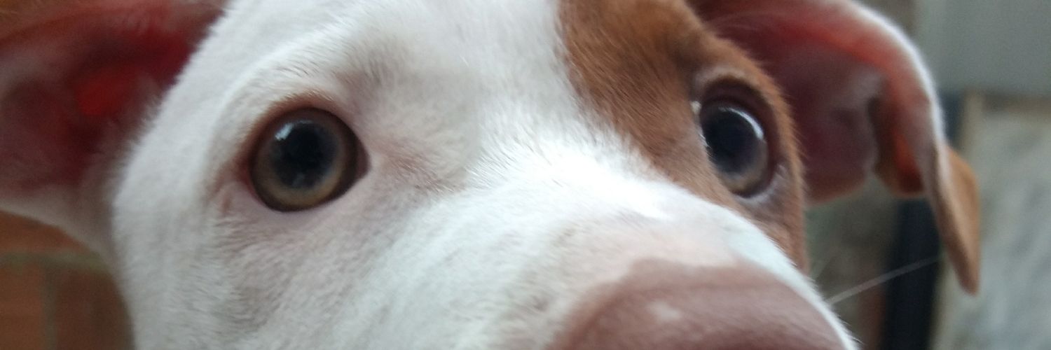 fabriciozbr's profile banner image