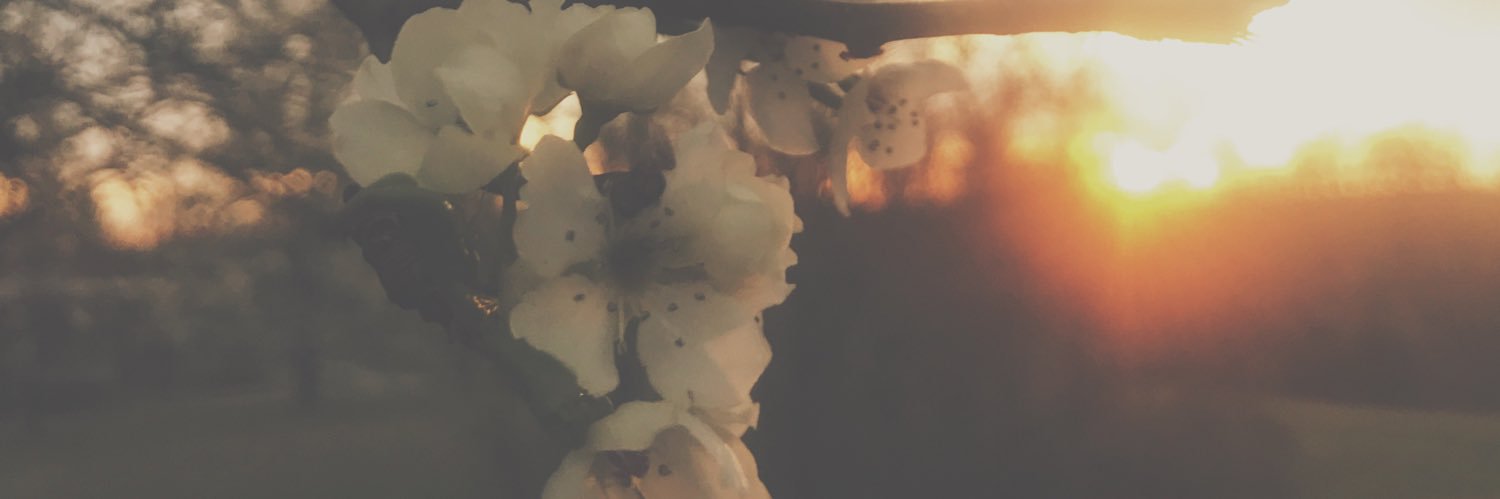 AdrienneWeiss's profile banner image