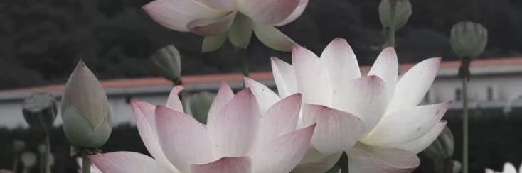 ◝(ᵔᗜᵔ)◜ banner