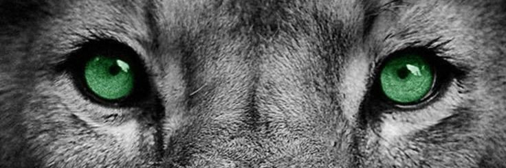 Sambolank's profile banner image