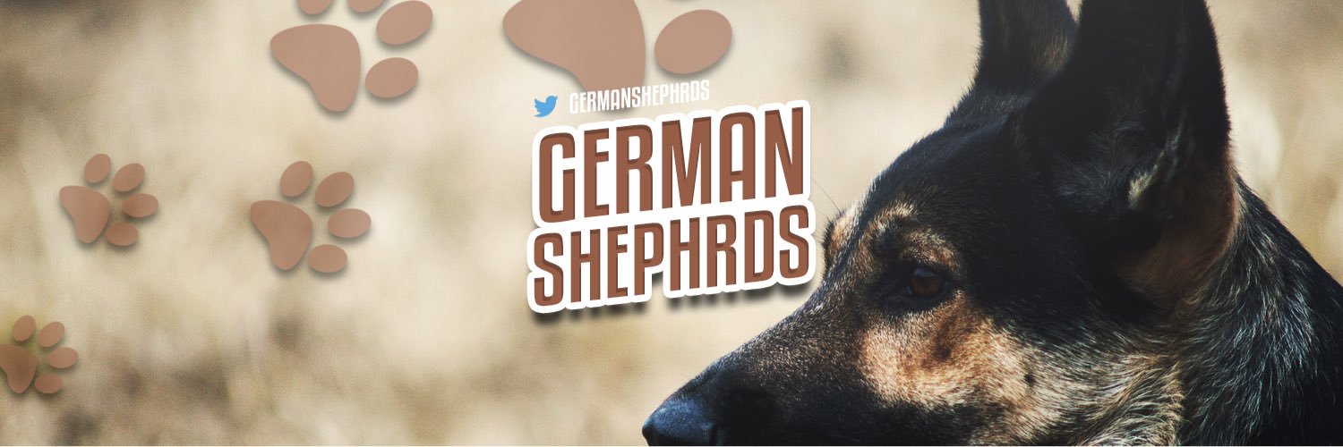 German Shepherds banner