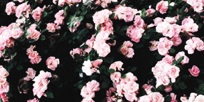 CarlyShayNAD's profile banner image
