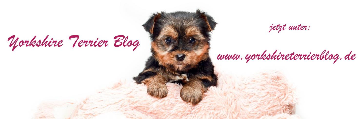 YorkshireTerrierBlog banner