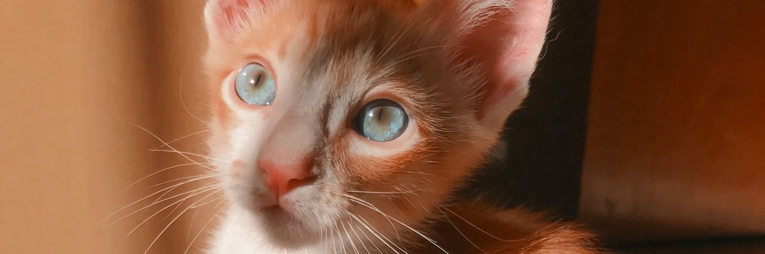 lacavalcaante's profile banner image