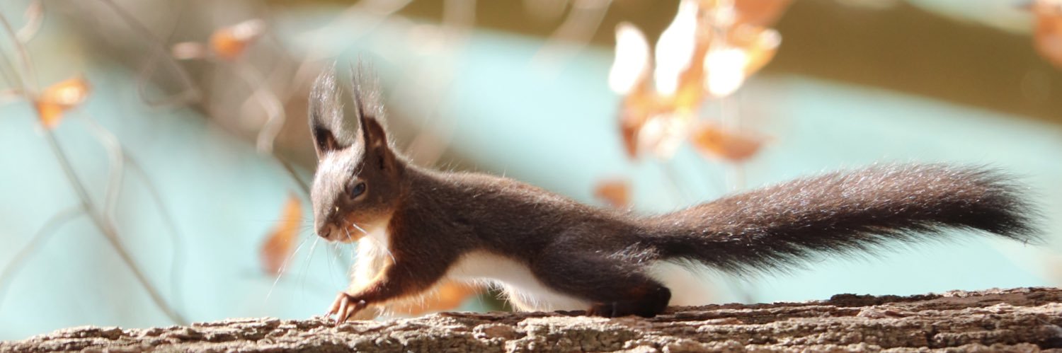 Morgenlichtperle 🫧 banner