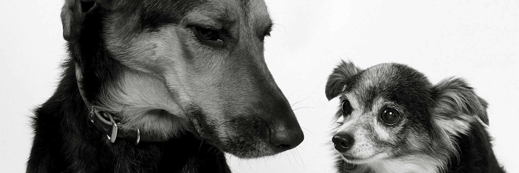 patrick schropp banner