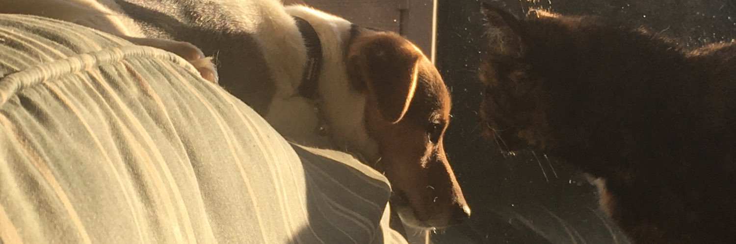 Debbiewalter's profile banner image