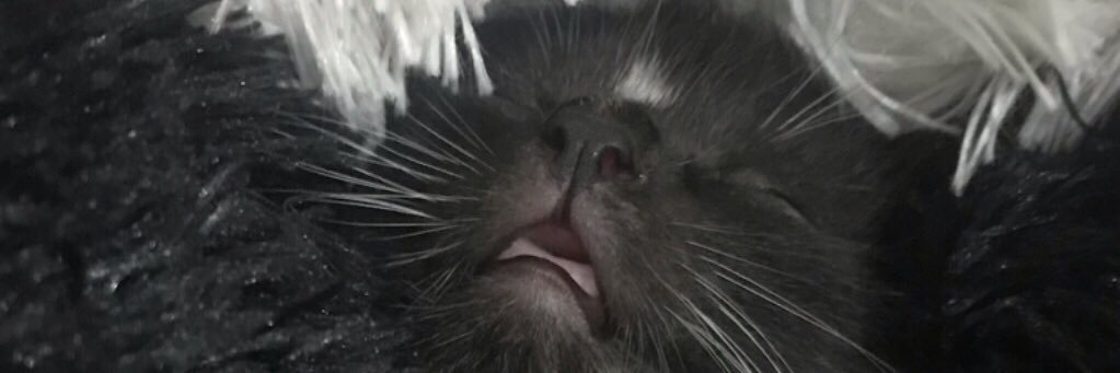 rupicaur_'s profile banner image