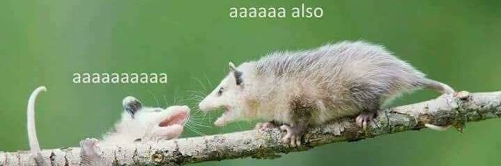 Anthony Anello banner