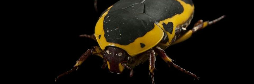 Dihmoss's profile banner image