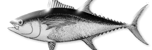 AtúnClaro banner