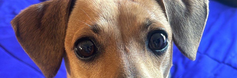 shelbymuniz's profile banner image