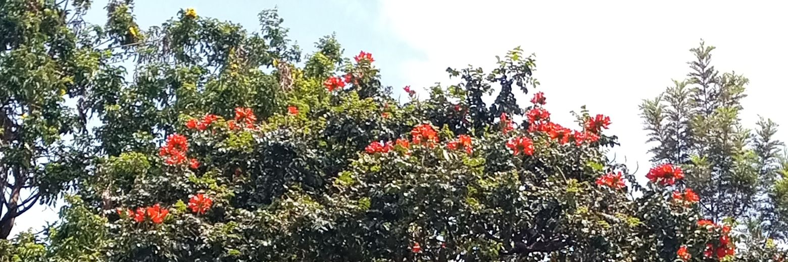 akolorepha's profile banner image