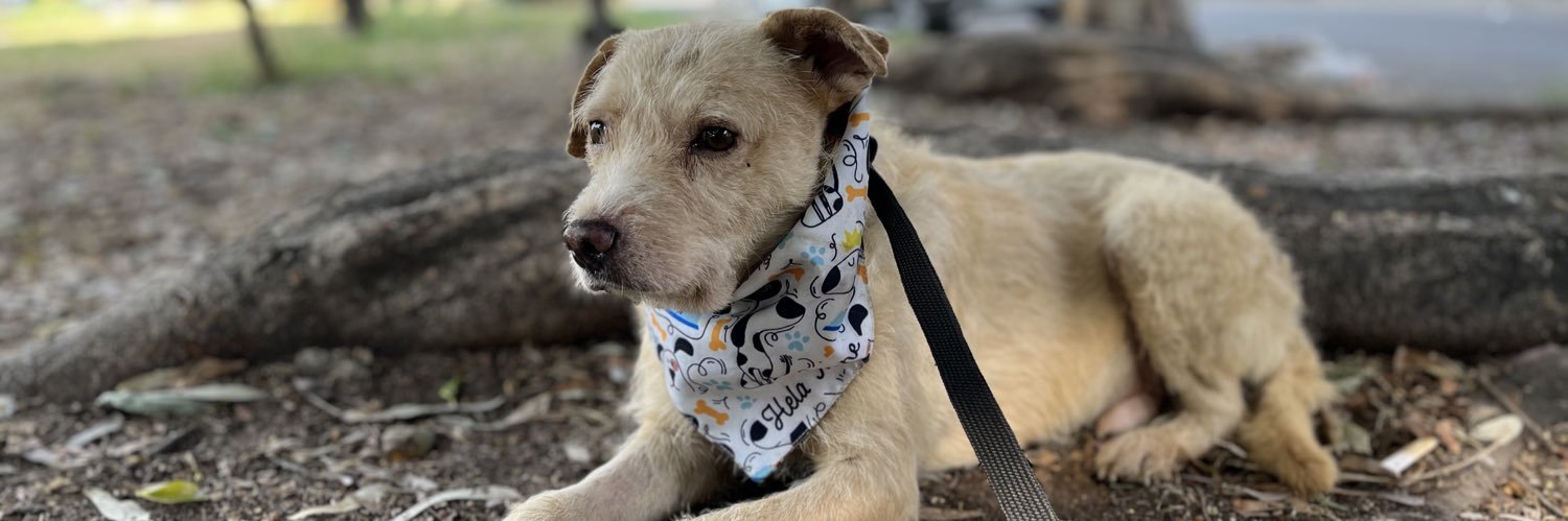 𝙷𝚎𝚕𝚊 𝙼𝚘𝚛𝚎 🐶 banner