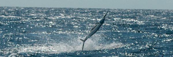 CaptSegullChart Profile Banner