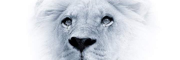 Adejumo Araba Femi banner