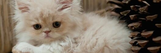 DerKittenn's profile banner image
