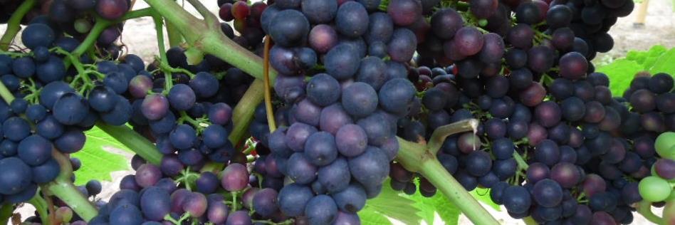 vinedoctor's profile banner image