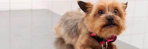 TheQuirker Profile Banner