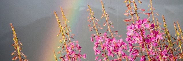 ChefLizaLou's profile banner image