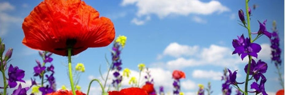 Lady Loves LaJolla Cove banner