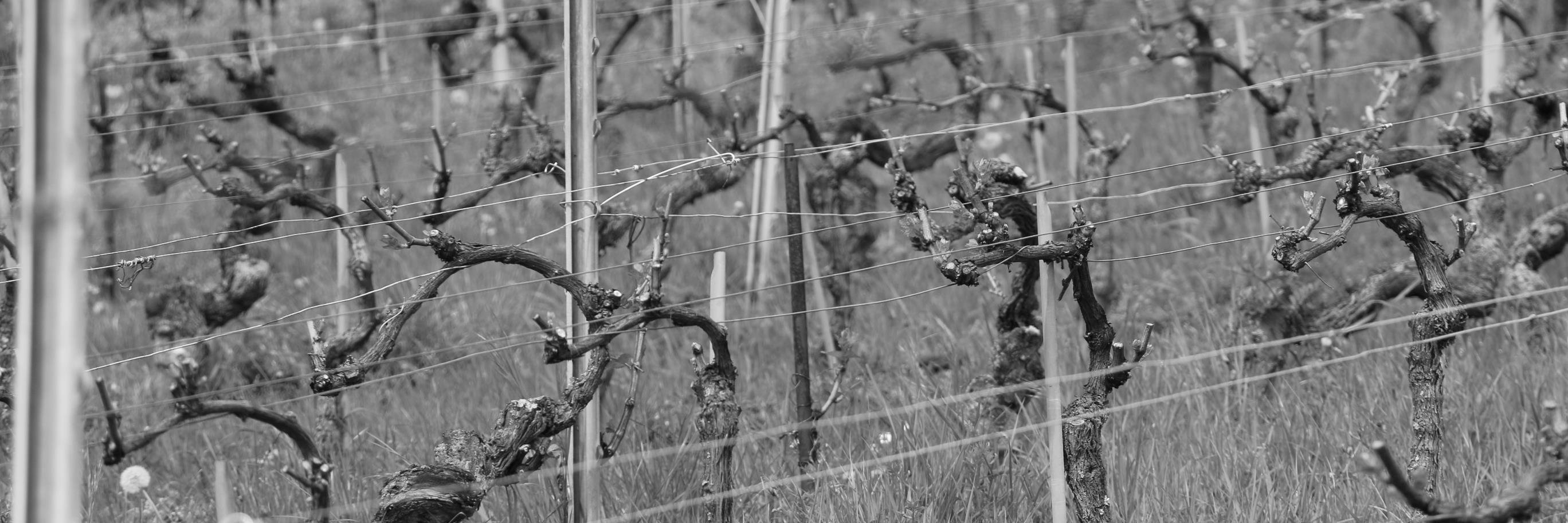 VinLaColombe's profile banner image
