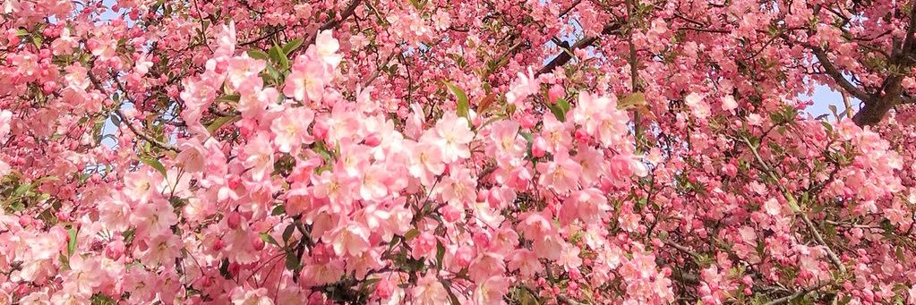 Lizzy Park 리지 banner