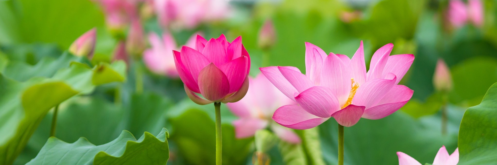DHTHANGLONG's profile banner image