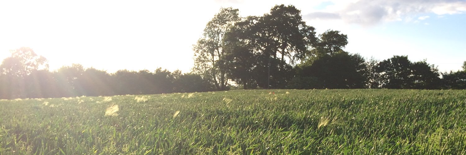 ollywiggles's profile banner image