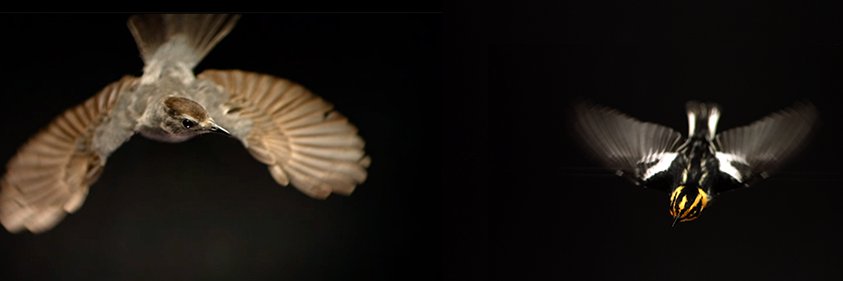 The Messenger banner