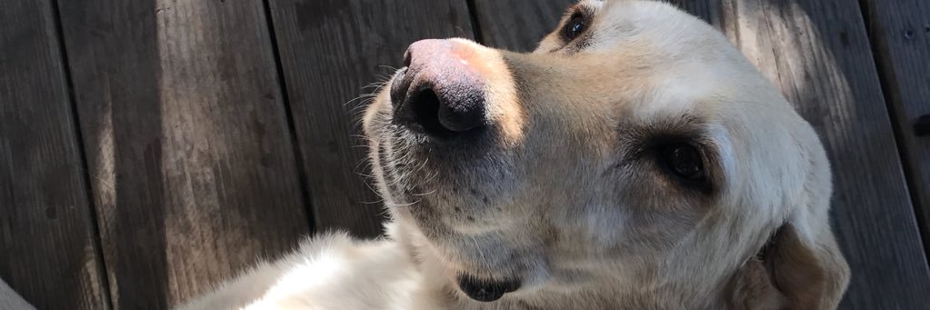 SkylerSteveson's profile banner image