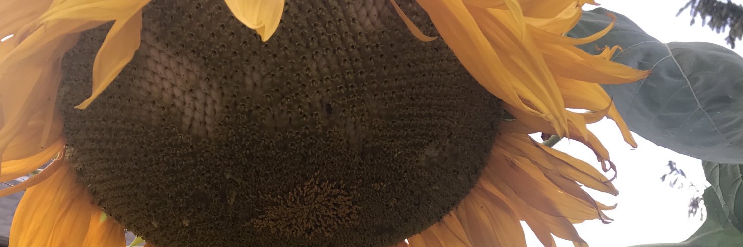 SarahYezzi's profile banner image