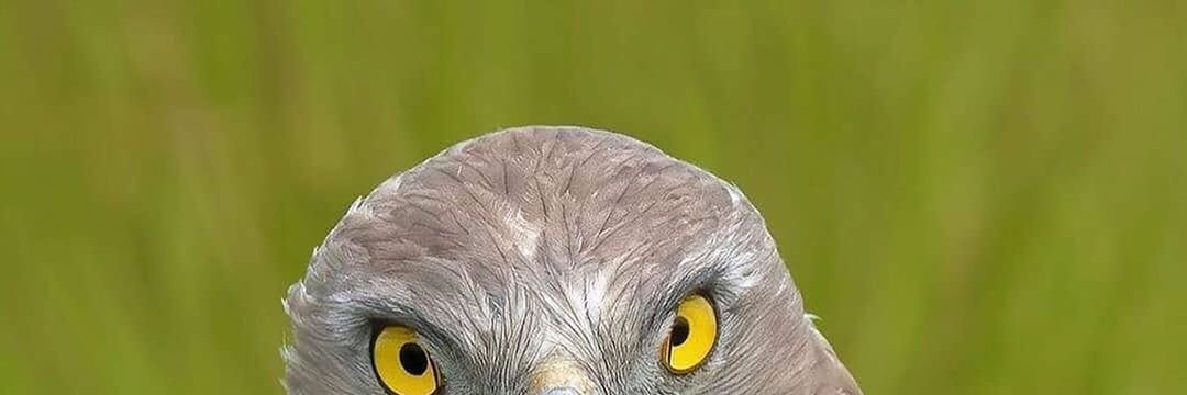 silvermamuu's profile banner image